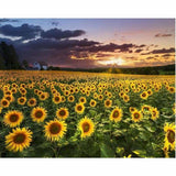 Full Drill - 5D DIY Diamond Painting Kits Sunset Plant