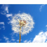 New Dandelion Diy Full Drill - 5D Crystal Diamond Painting