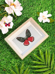 Butterfly dreams 12 SET - Diamond Painting