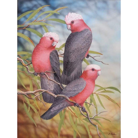 Galahs - Full Drill Diamond Painting Kit - NEEDLEWORK KITS