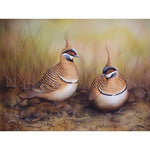 Spinfex Pigeons - Full Drill Diamond Painting Kit - NEEDLEWORK KITS