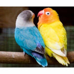 Full Drill - 5D Diamond Painting Kits Cute Parrots in Love