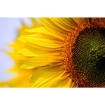 Full Drill - 5D DIY Diamond Painting Kits Beautiful Plant 