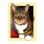 Full Drill - 5D DIY Diamond Painting Kits Cartoon Cute Cat -