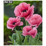 Full Drill - 5D DIY Diamond Painting Kits Pink Flowers