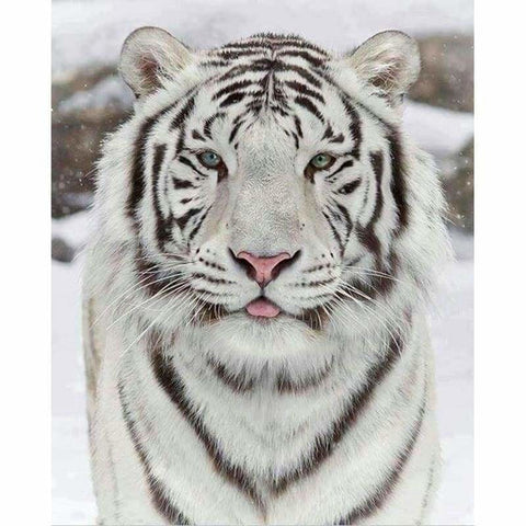 Full Drill - 5D DIY Diamond Painting Winter White Tiger - Z3