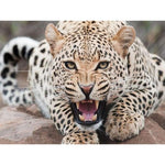 Leopard Angry - Full Drill Diamond Painting - Special Order 